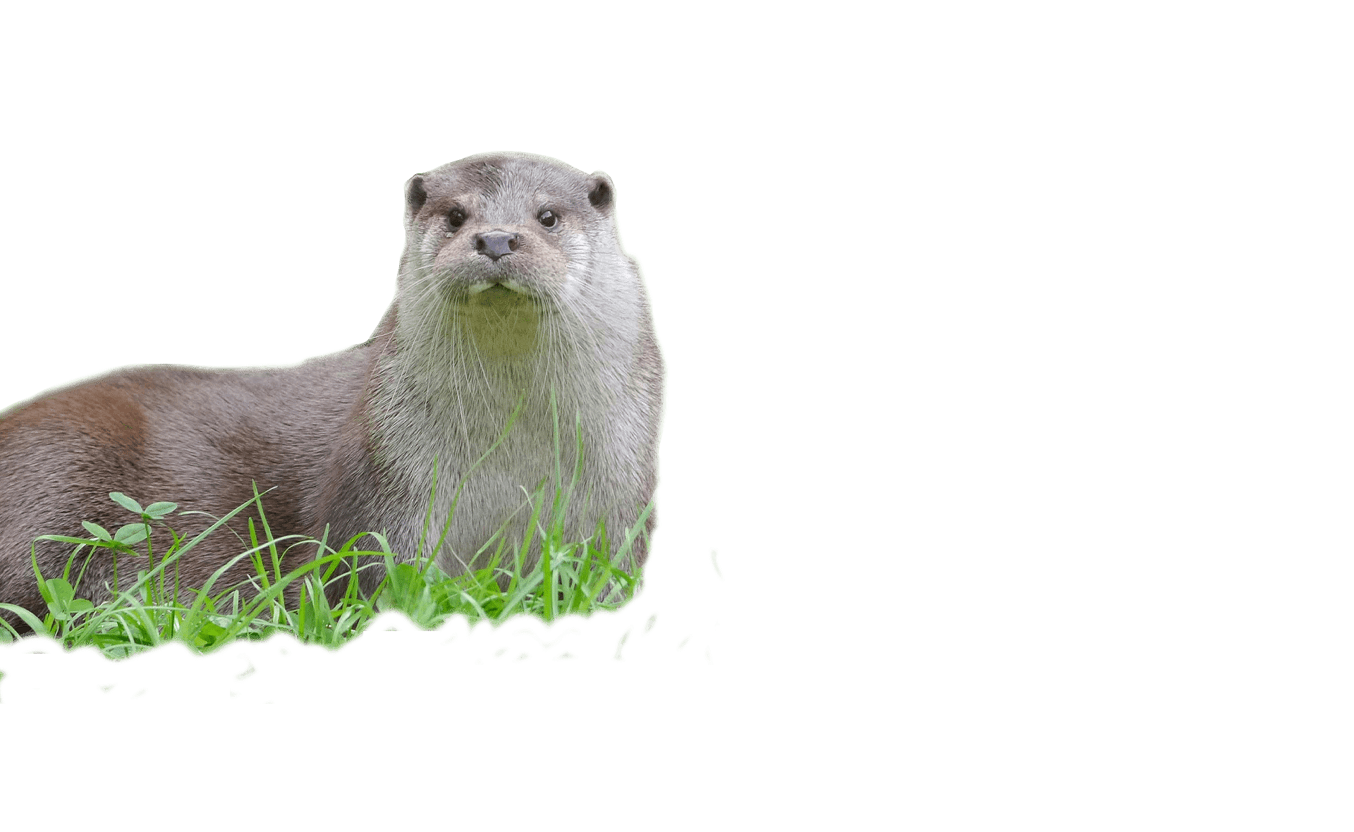 about header image