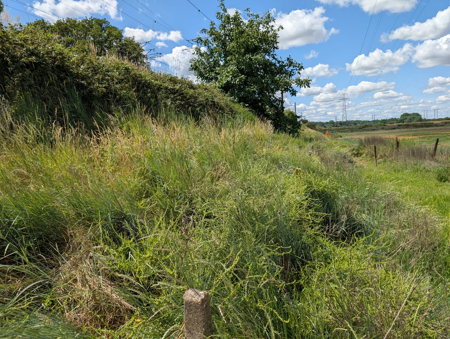 An image of overgrown grassy field.
