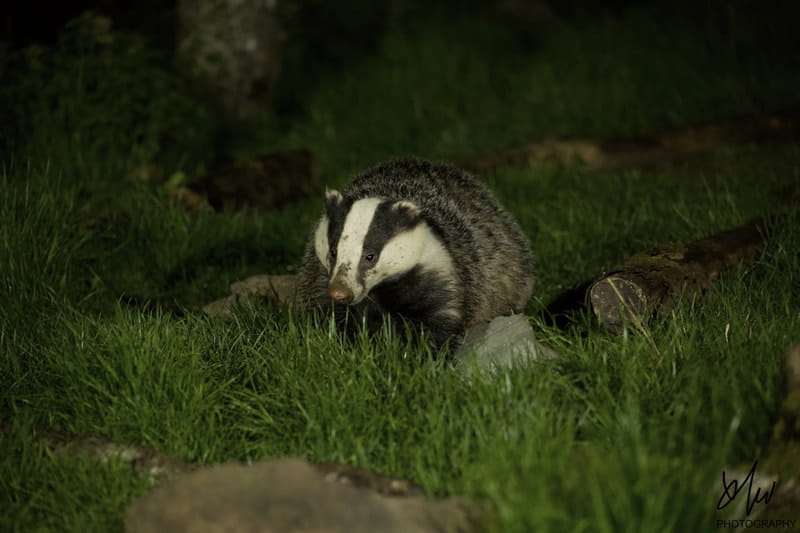 An image of a badger at night.