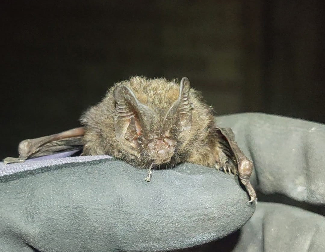 An image of a bat hanging down.