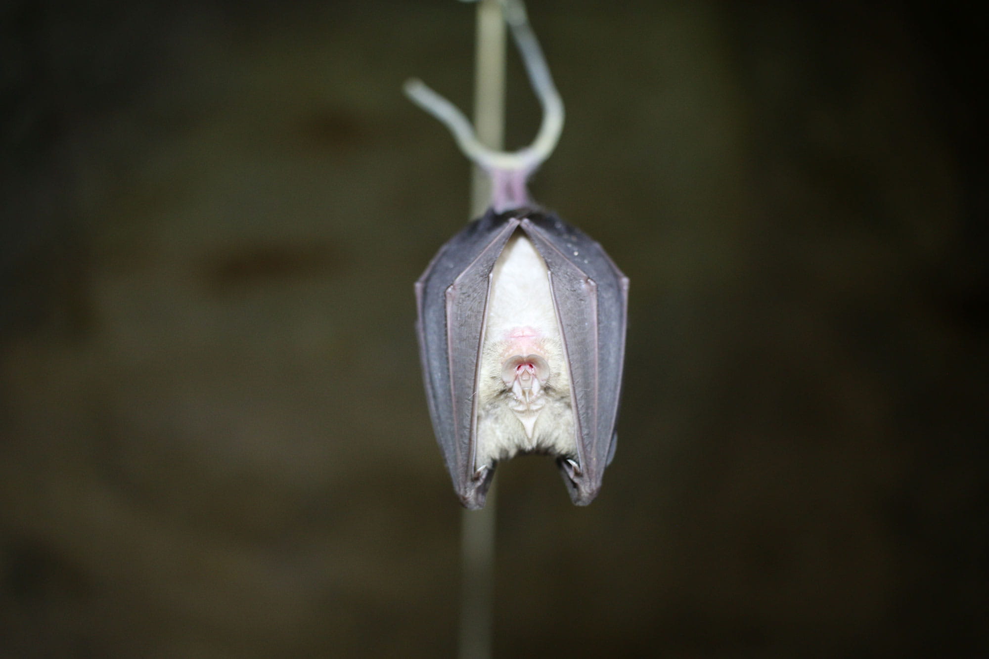 An image of a bat hanging down.