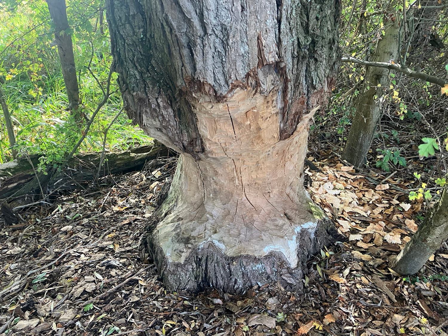 An image of a gnawed tree trunk.