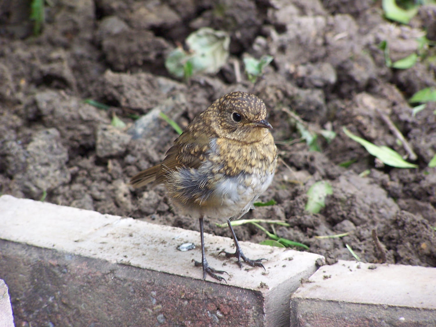 An image of a baby robin bird.