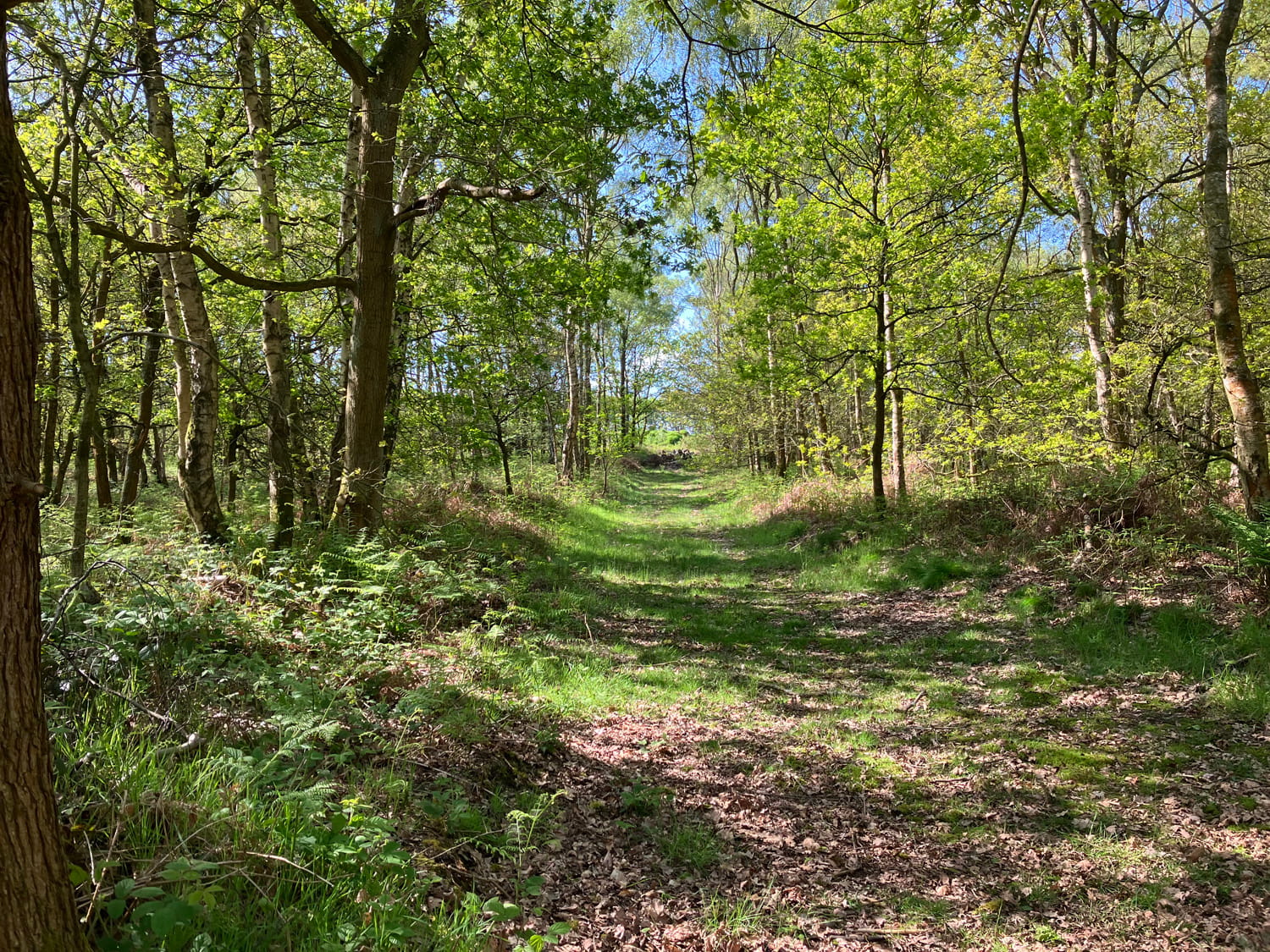 An image of a forest.