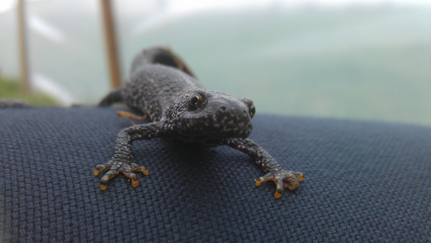 An image of a great crested newt.