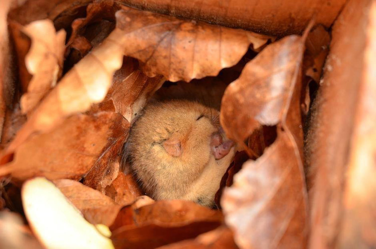 An image of a hazel dormouse in a nest.