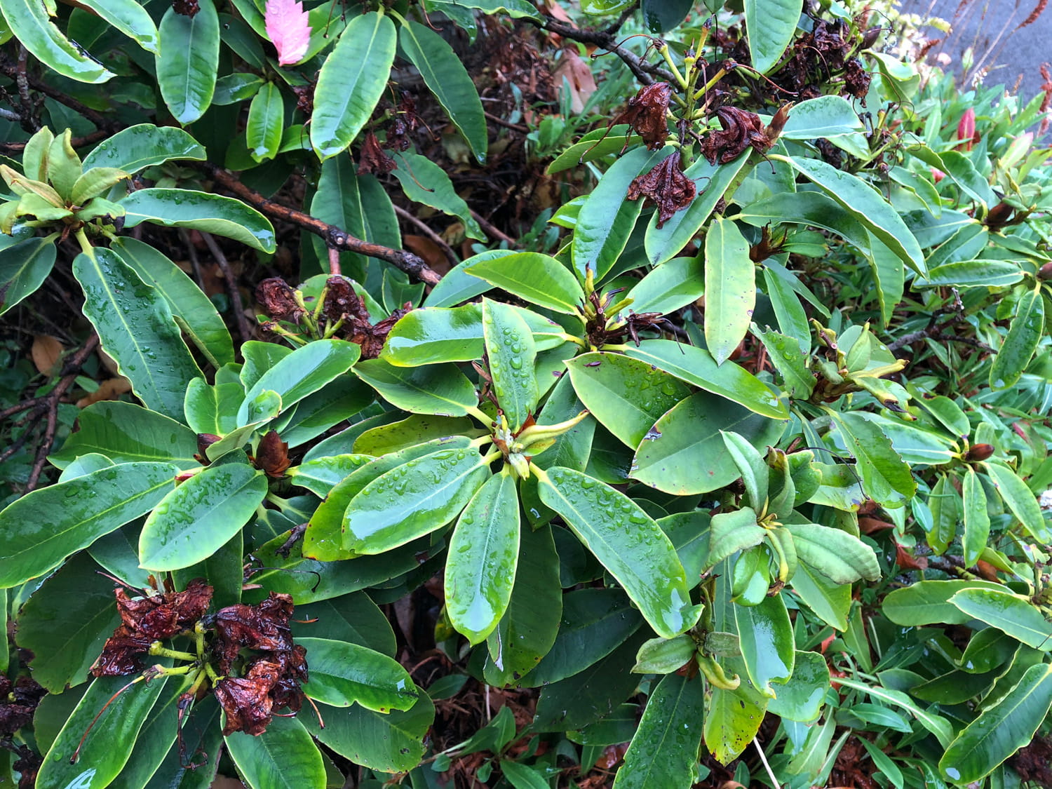 An image of a invasive plant species.