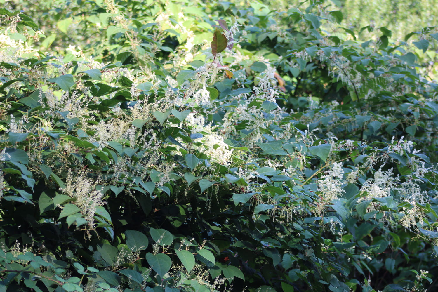 An image of a invasive plant species.