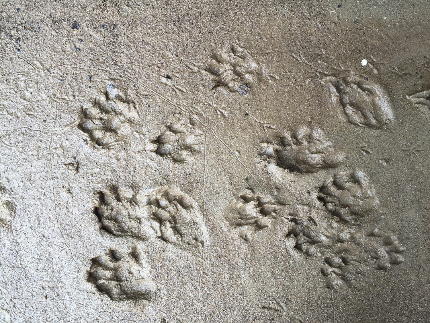 An image of otter footprints.