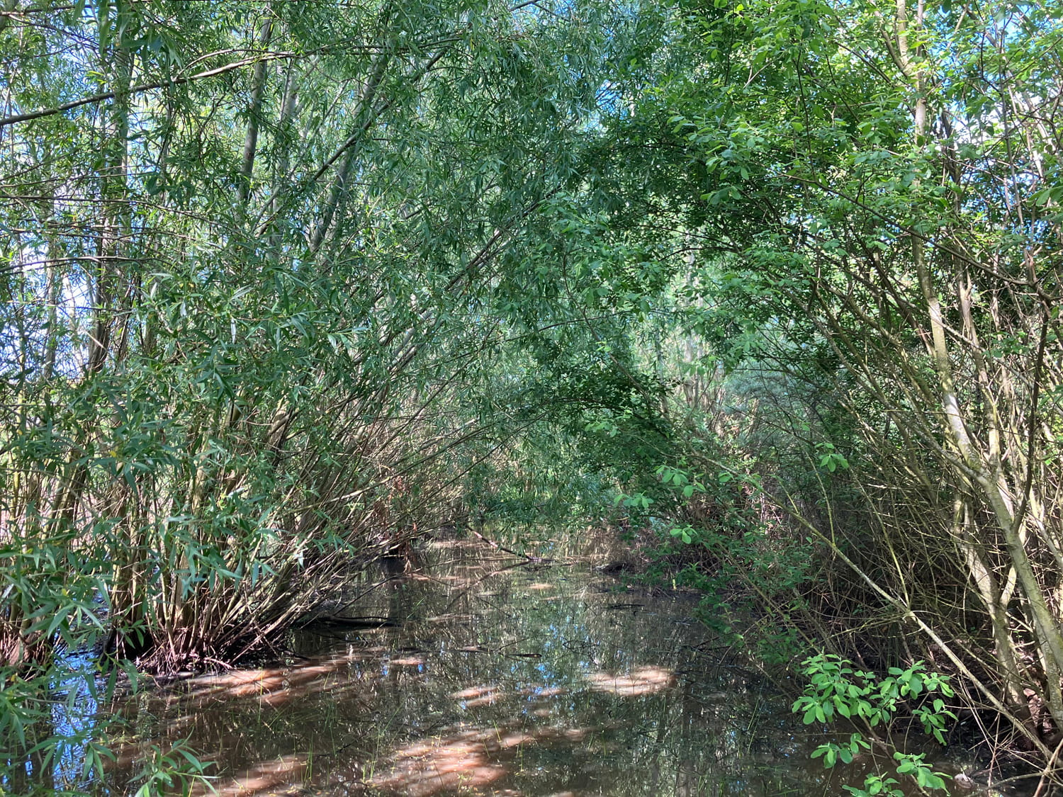 An image of a riverbank.