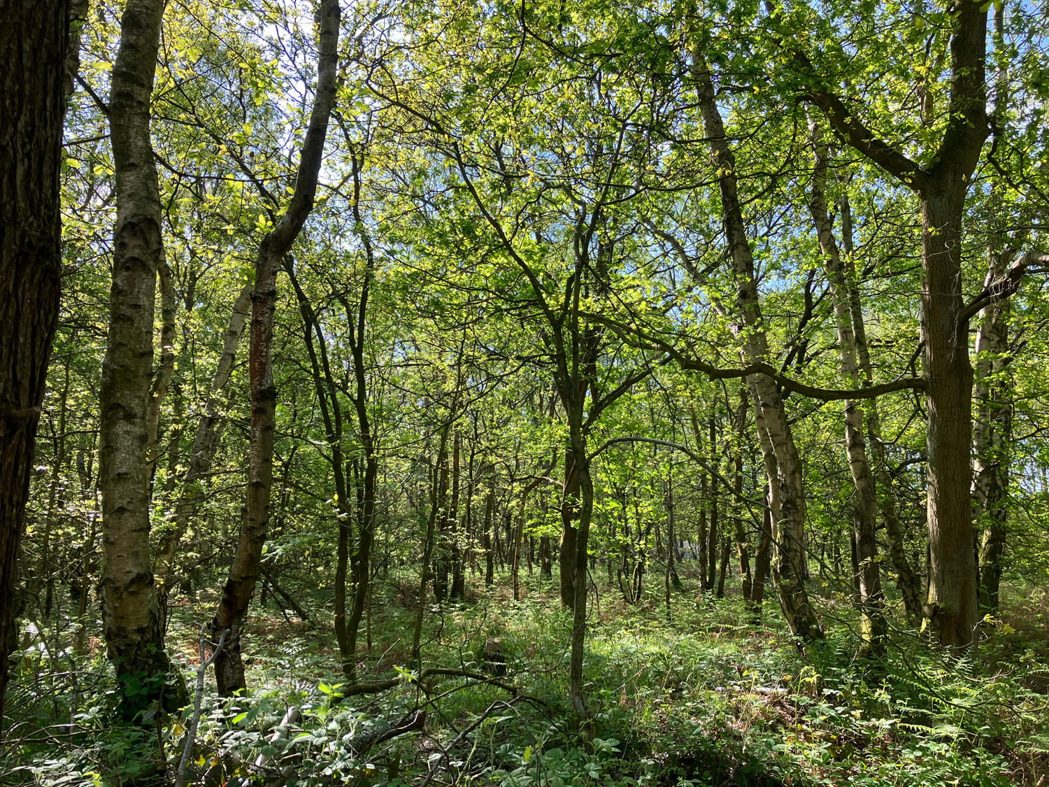 An image of trees in the woods.