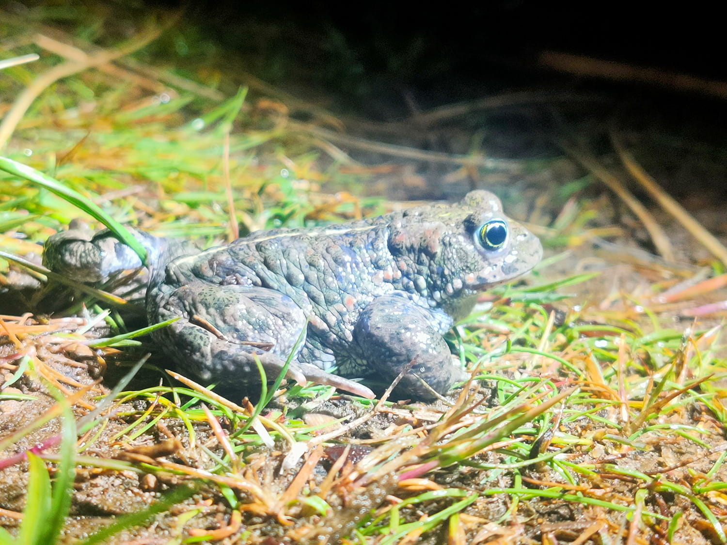 An image of a natterjack toad.