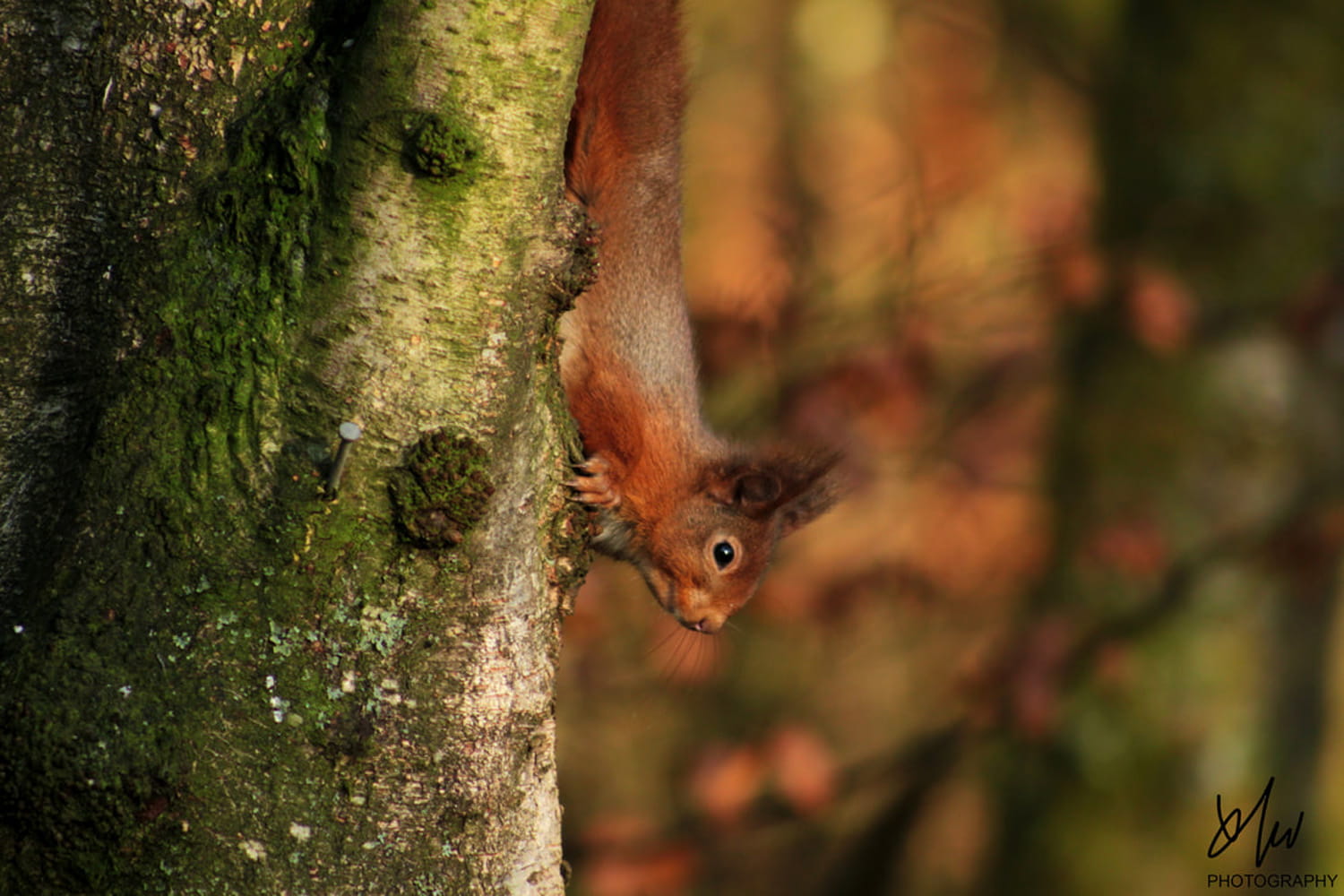 An image of a red squirrel.