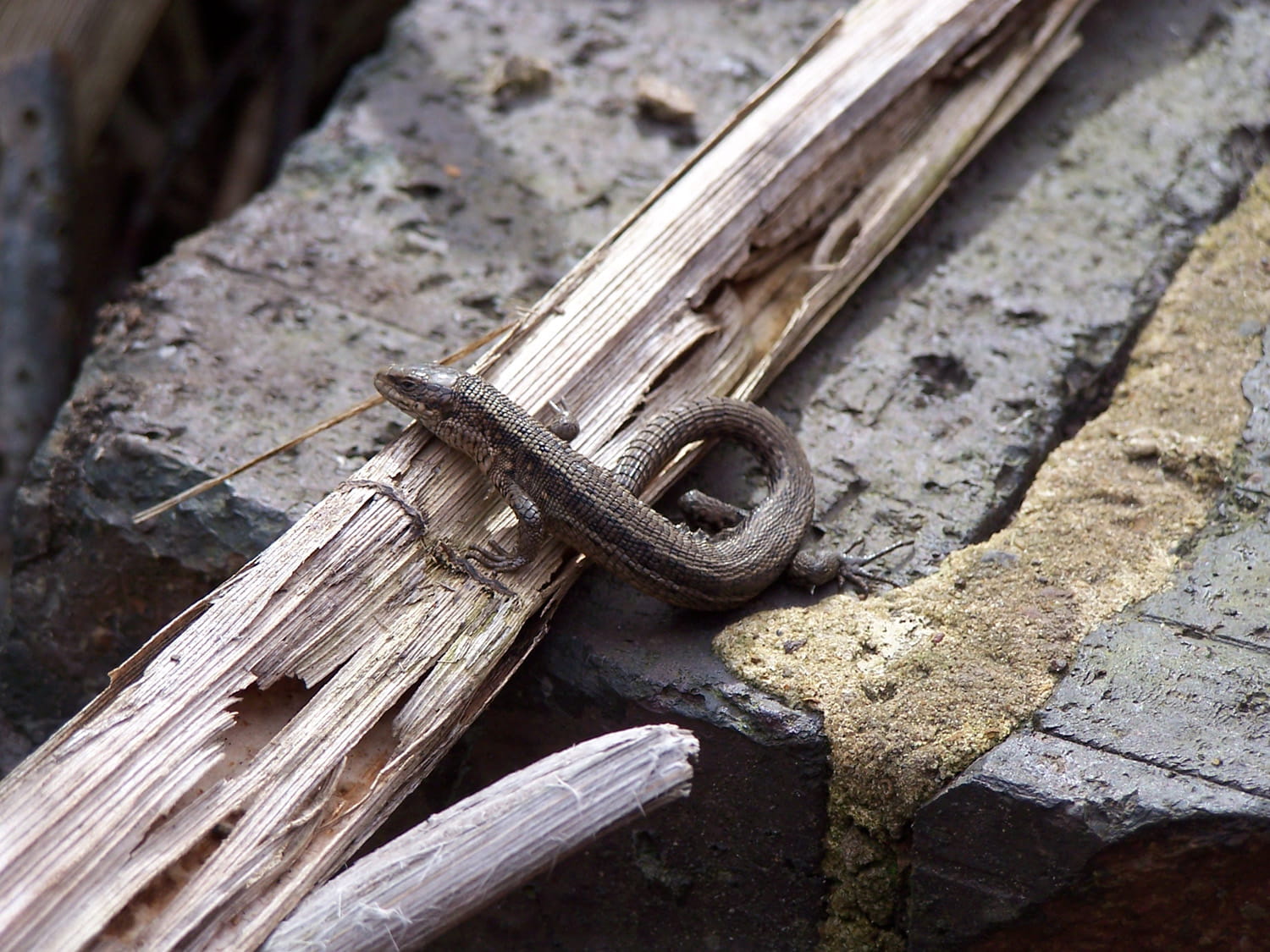 An image of a lizzard.