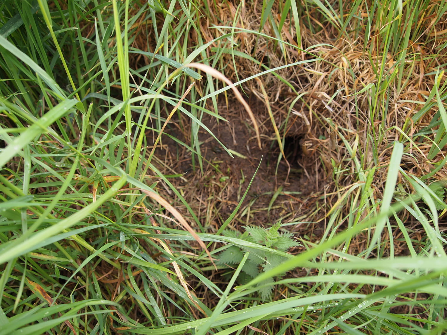 An image of a water vole habitat.