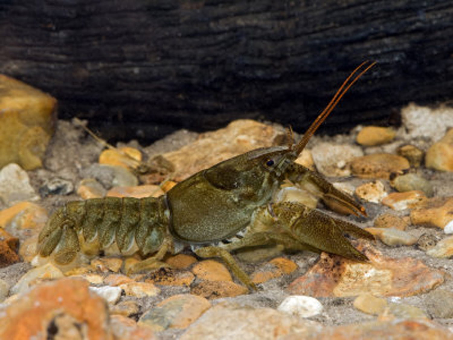 An image of a white-clawed crayfish.