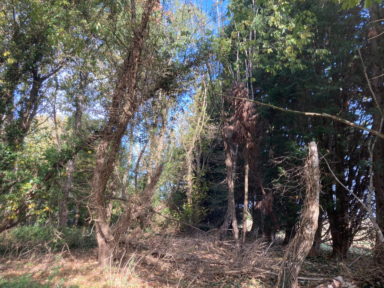 Project additional image